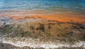 Red Tide in Florida Beach