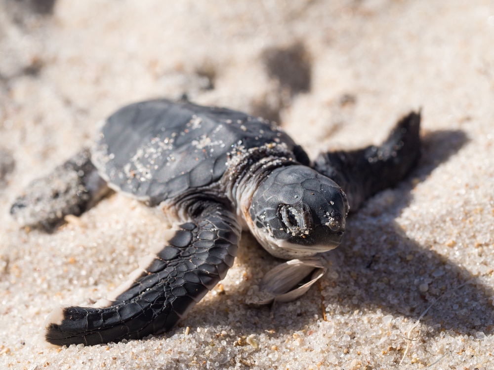sea turtle nesting