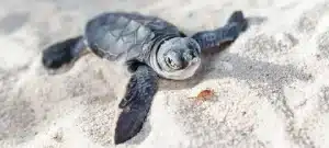 protecting sea turtles