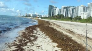 pollution on Florida beaches